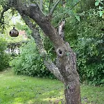Troldehuset فيلة بوجنسي